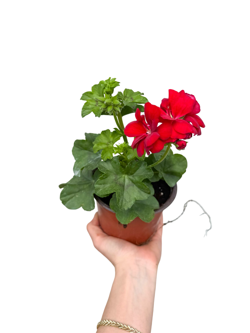 Sakız Sardunya Kırmızı - Pelargonium Peltatum