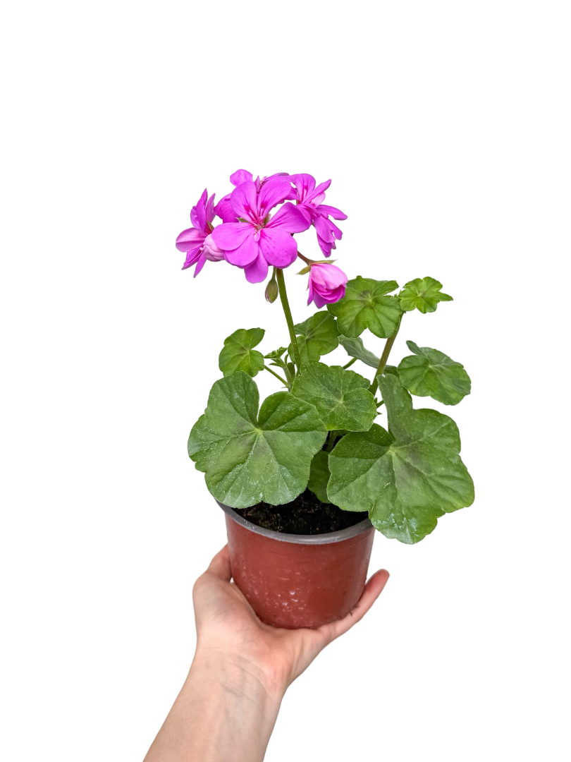 Sakız Sardunya Mor - Pelargonium Peltatum