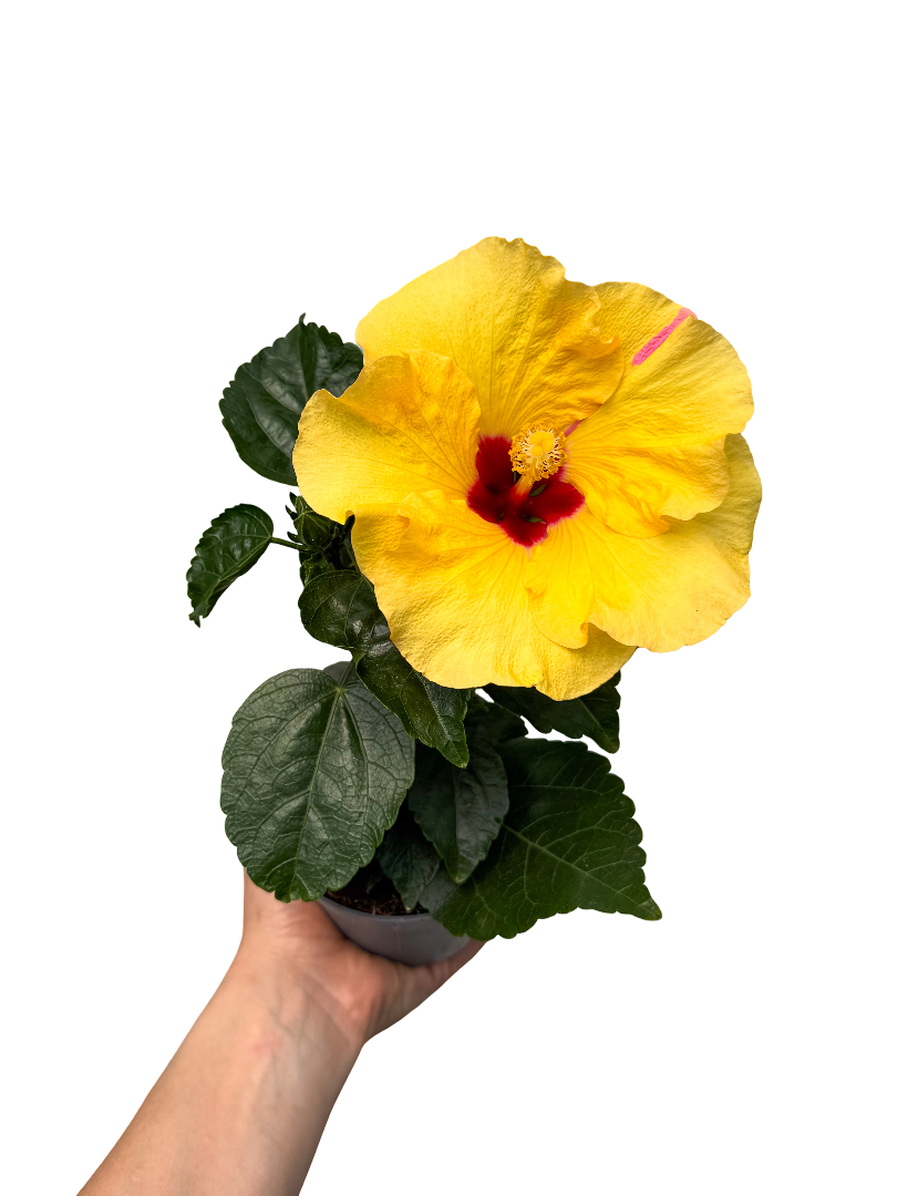Sarı Hibiscus Çiçeği Japon Gülü