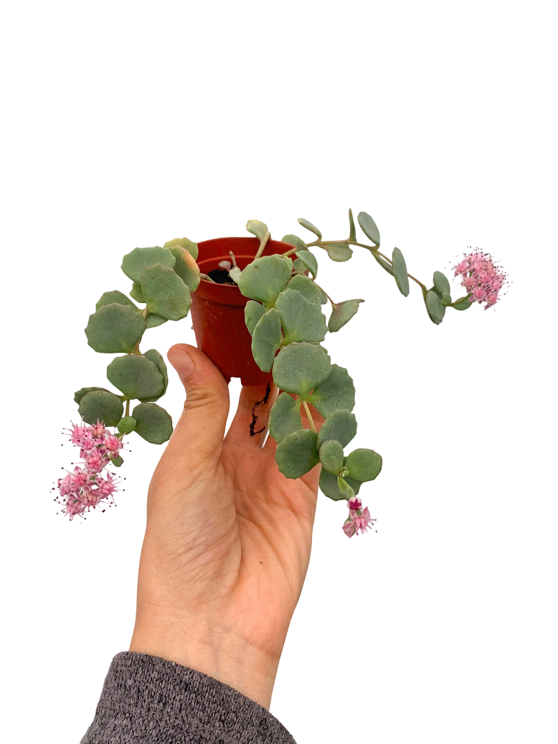 Sedum Sieboldi