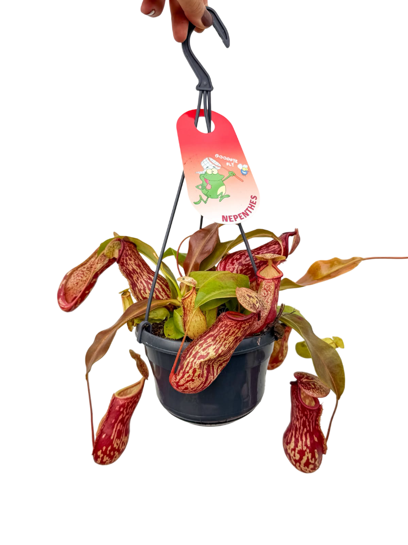 Sinekkapan - Nepenthes Alata