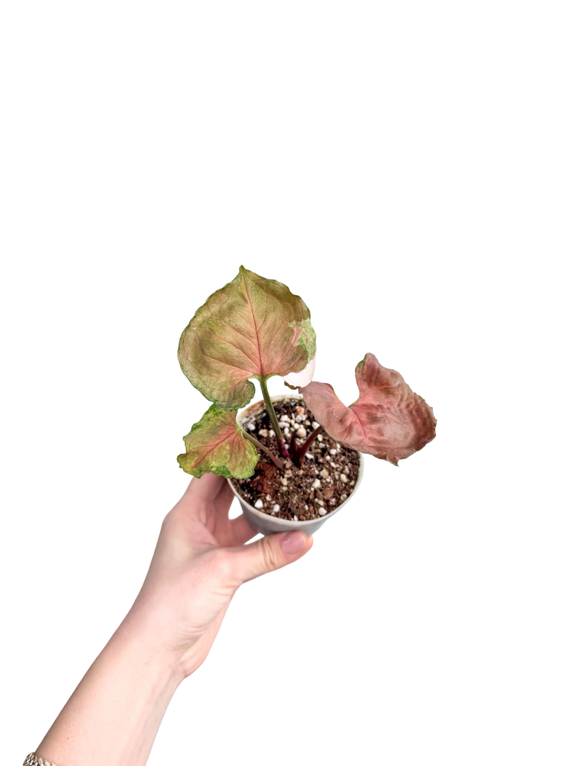 Syngonium Strawberry Ice