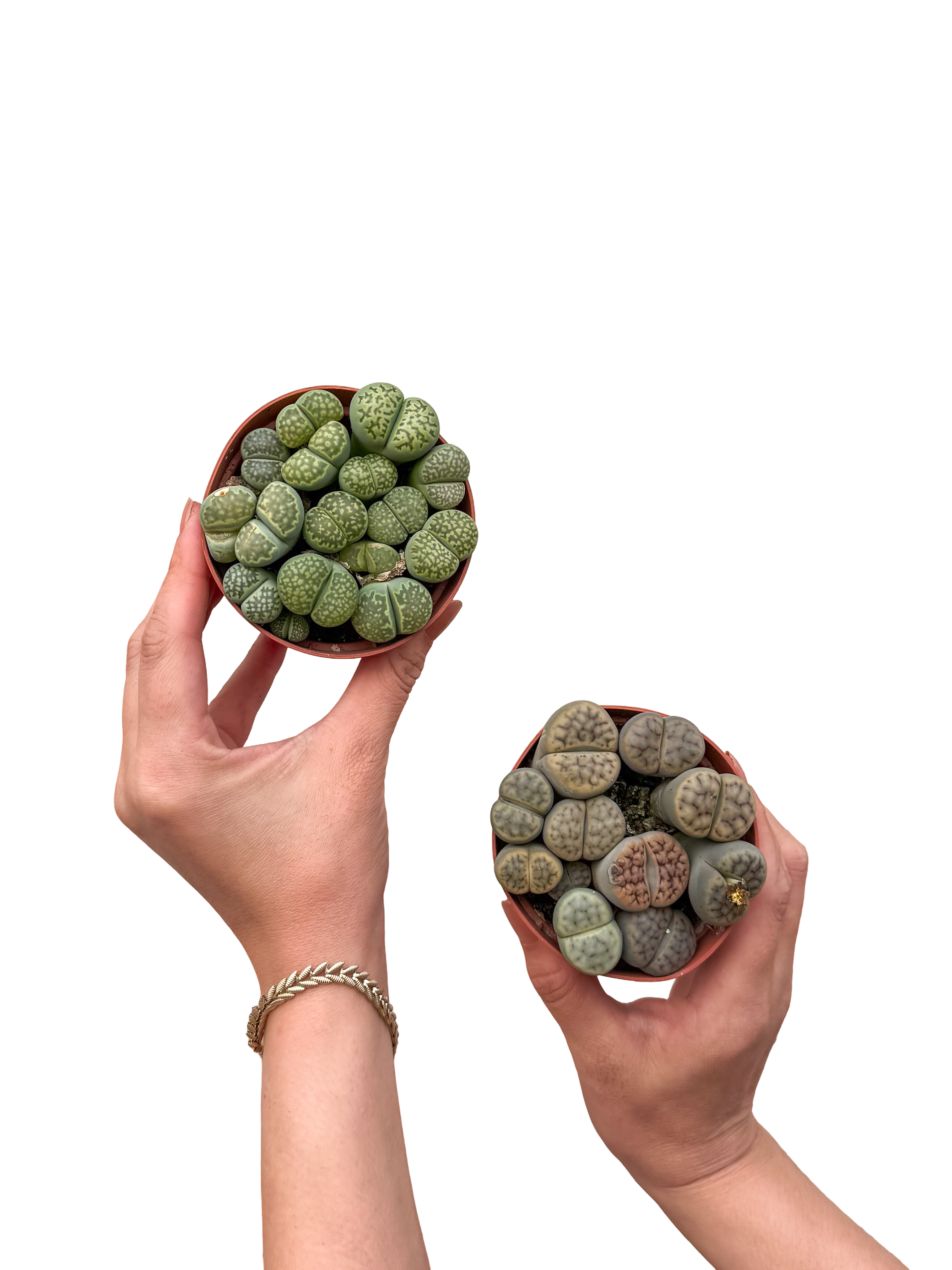 Taş Kaktüs Aranjmanı Lithops