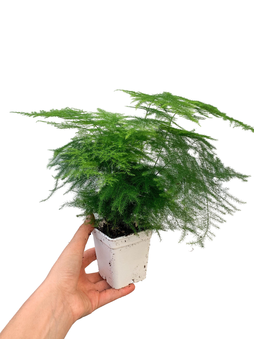 Tül Kuşkonmaz - Asparagus Setaceus