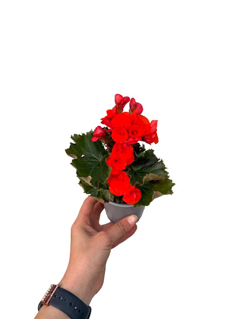 Turuncu Çiçekli Katmerli Begonya - Begonia Toran