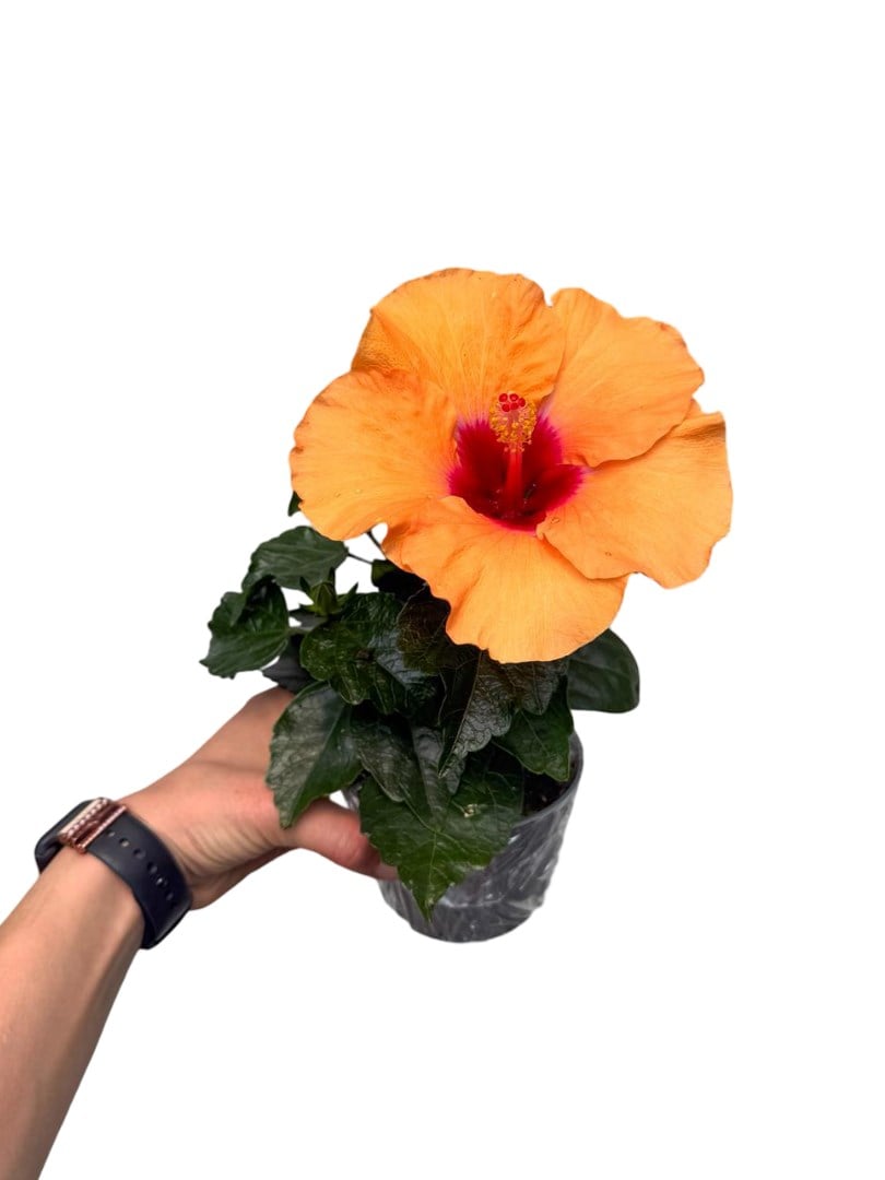 Turuncu Hibiscus Çiçeği Japon Gülü