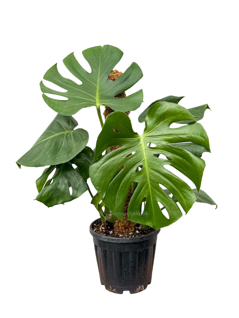 Yosun Çubuklu Deve Tabanı (Monstera) Çift Köklü 50-60 CM
