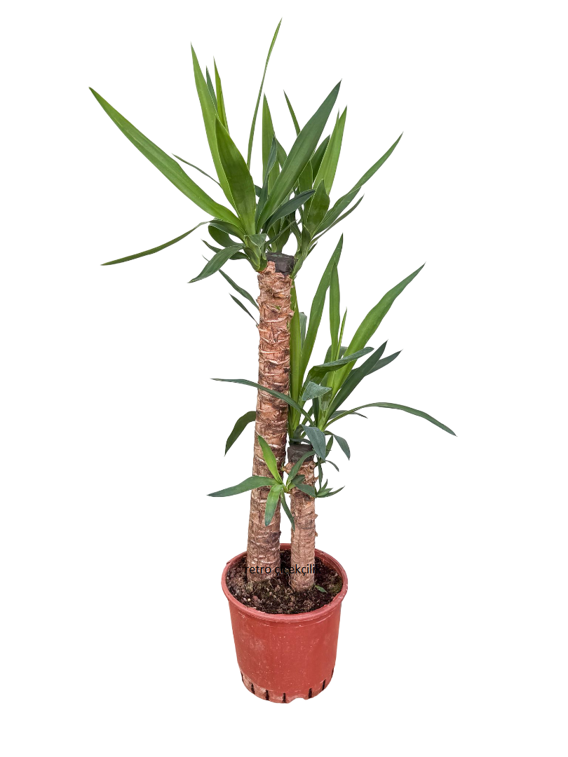 Yukka Bitkisi İkili 100 CM (Yucca)