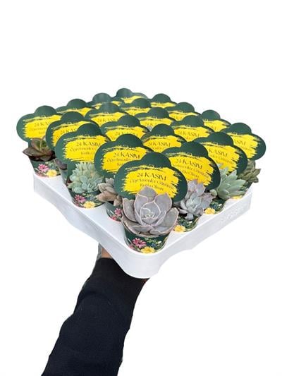 20 Adet Öğretmenler Günü Özel Sukulent Set