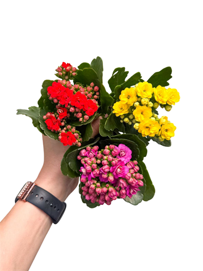 3lü Mini Kalanşo Set Karışık Renkli