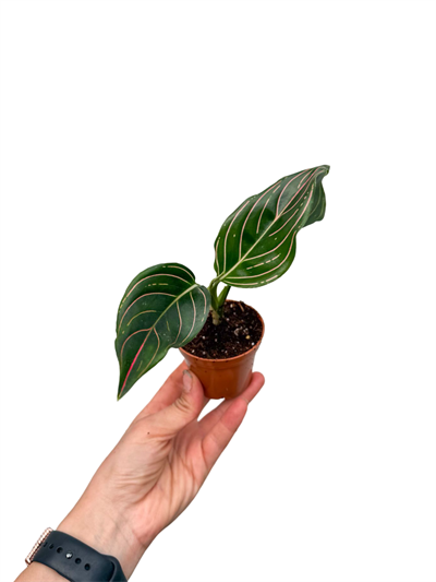 Aglaonema 'Red Line'