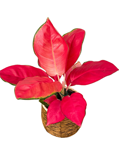 Aglaonema 'Red Star'