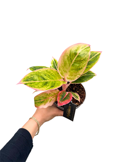 Aglaonema 'Salmon Fantasy'