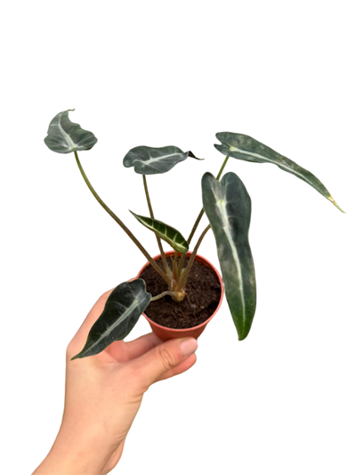 Alocasia Bambino