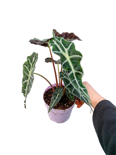 Alocasia Polly Fil Kulağı Bitkisi
