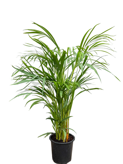 Areka Palmiyesi 60 CM