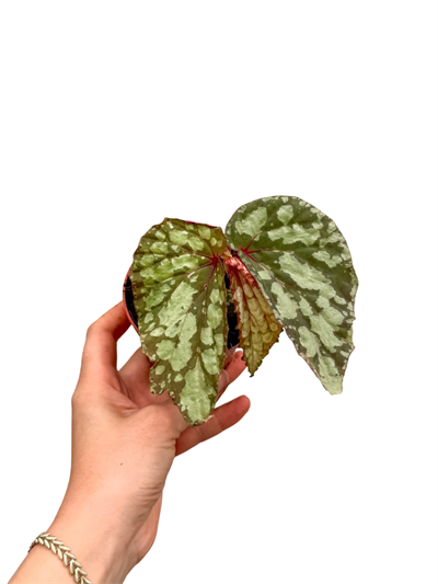 Begonia Lucifer