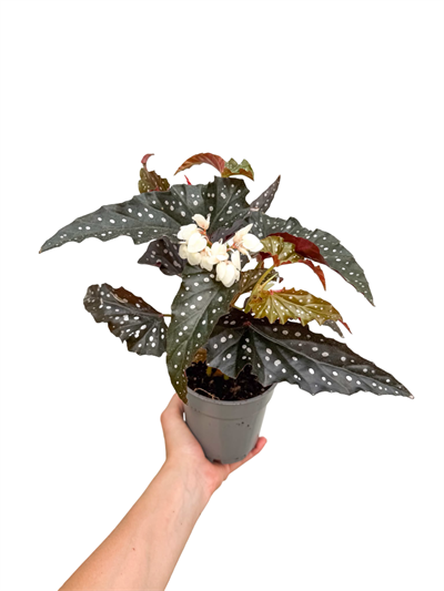 Begonia Maculata Black Forest