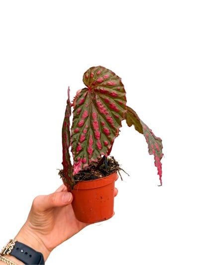 Begonia Mila's Miracle Kırmızı Benekli Begonya