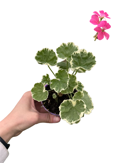 Beyaz Alacalı Sardunya Özel Tür (Pembe Çiçekli)