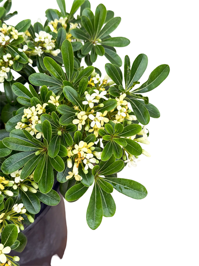 Bodur Yıldız Çalısı 40 CM (Pittosporum)