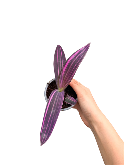 Büyük Yapraklı Pembe Telgraf - Tradescantia Pallida 'Pink Stripe'