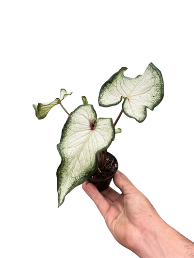 Caladium Beyaz