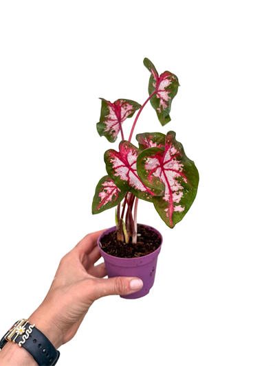 Caladium 'Carolyn Whorton' - Kaladyum Çiçeği