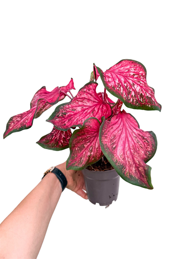 Caladium 'Fast Flash' Dolgun Form