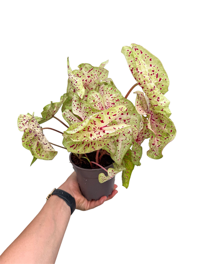 Caladium 'Miss Muffet' - Kaladyum Çiçeği
