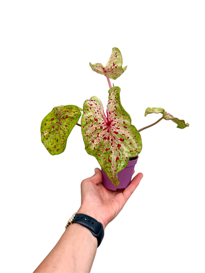 Caladium 'Miss Muffet' - Kaladyum Çiçeği