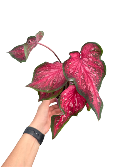Caladium Pembe