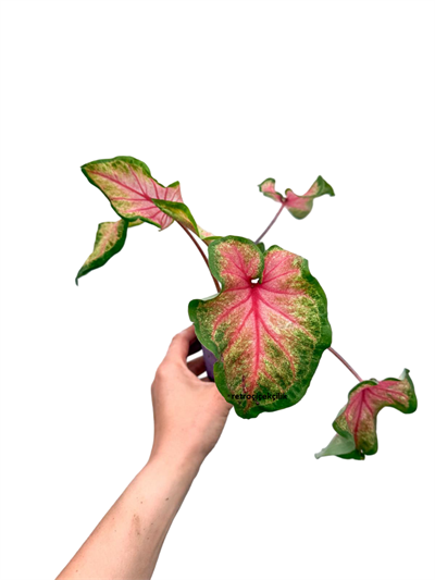 Caladium 'Tickle Me Pink' - Kaladyum Çiçeği