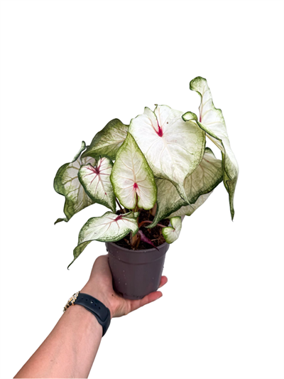 Caladium 'White Wonder' Dolgun Form