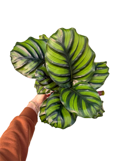 Calathea Fasciata Dua Çiçeği 30-40 CM