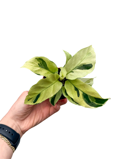 Calathea 'Fusion Yellow' Sarı Dua Çiçeği Bitkisi