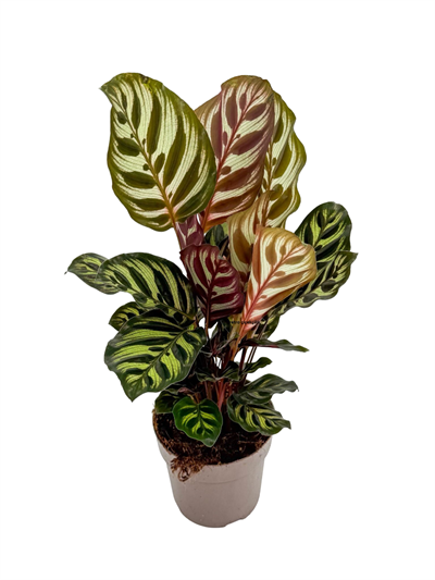 Calathea Makoyana Dua Çiçeği (30-40 CM)