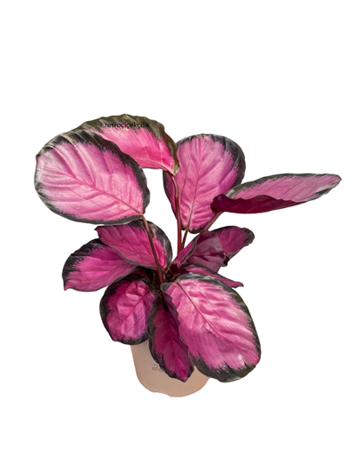 Calathea Roseopicta Dua Çiçeği (30-40 CM)