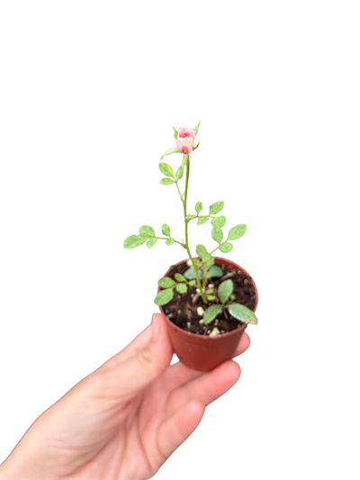 Çok Renkli Mini Gül Fidesi