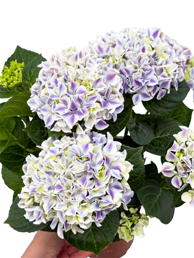 Ebruli Pembe Ortanca Çiçeği - Hydrangea