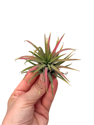 Hava Bitkisi - Çiçeği (Tillandsia Ionantha)