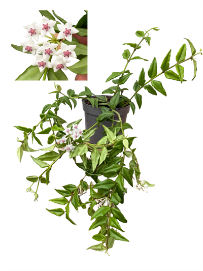 Hoya Bella Mum Çiçeği