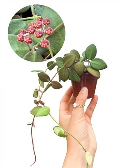 Hoya Burtoniae Kırmızı Çiçekli Mum Çiçeği