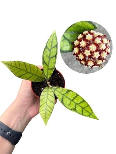 Hoya Callistophylla Mum Çiçeği Fide