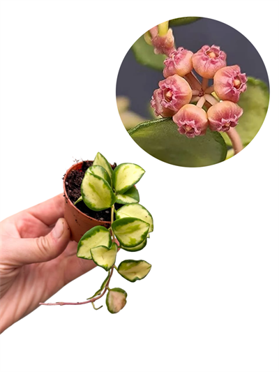 Hoya Heuschkeliana Variegata Mum Çiçeği