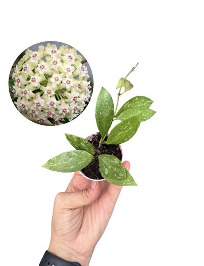 Hoya Wajang Splash Sarı Çiçekli Mum Çiçeği