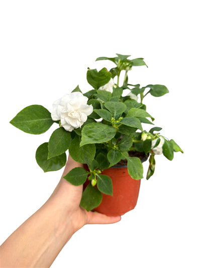 Katmerli Cam Güzeli Beyaz