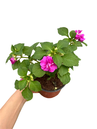 Katmerli Cam Güzeli Mor