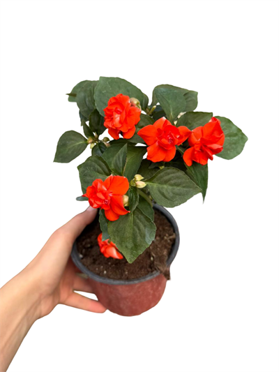 Katmerli Cam Güzeli Turuncu