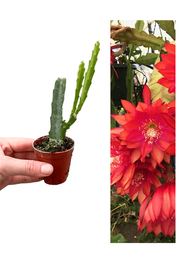 Kırmızı Çiçekli Atlas Fide Boy (Epiphyllum)